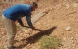 وقتی کاشت گیاه جایگزین حبس می‌شود/ رأی سبز دادگاه در یاسوج