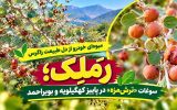 رَمَلِک؛ سوغات «ترشمزه» در پاییز گچساران+ تصاویر رَمَلِک؛ سوغات «ترشمزه» در پاییز گچساران+ تصاویر